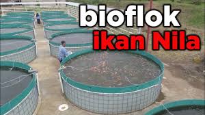 Cara Budidaya Ikan Nila Dengan Sistem Bioflok Youtube