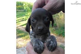 Black And White German Shorthaired Pointer Mix Liver Roan Patched Female Gsp Puppy Pointer Puppies Gsp Puppies German Shorthaired Pointer
