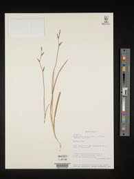 Image result for Hesperantha longicollis