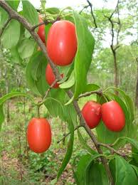 Image result for Ximenia americana