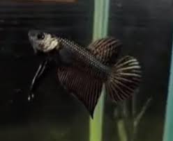 Betta Smaragdina Guitar Or Copper Nano Tanks Australia Aquarium Shop