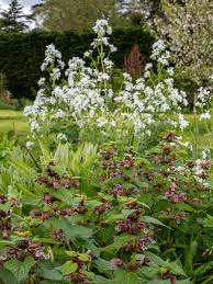 Image result for Ocimum lamiifolium