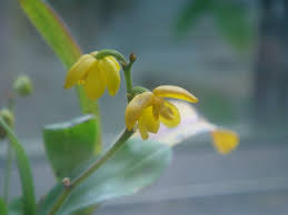 Image result for Polystachya epiphytica