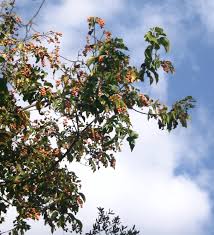 Image result for Croton kilwae