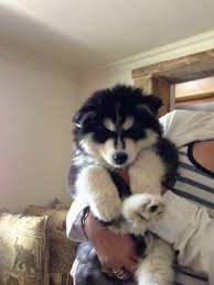 Beagle mix puppies for sale near me beagles are muscle, robust canines using a barely domed skull. Husky Mix Puppies For Sale Near Me Novocom Top