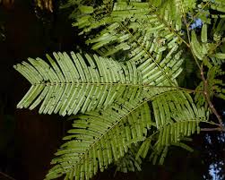 Image result for Newtonia buchananii