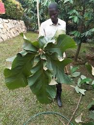 Image result for Myrianthus arboreus