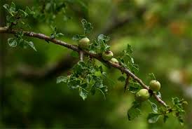 Image result for Commiphora schlechteri