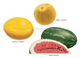 Ogen Melon Small Round Melon With A Hard Smooth Ribbed Rind Its Very Juicy Flesh Is Either Dark Pink Or Pale Green Canary Melon Ha Fruit Melon Fruit Names