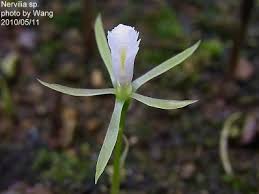 Image result for Nervilia crociformis