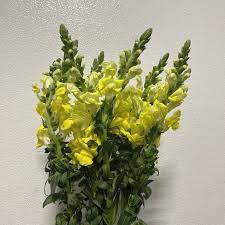 Image result for Snapdragon Yellow 1980 MG