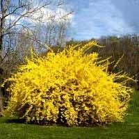 Lynwood Gold Forsythia Flowering Shrubs Growing Shrubs Fast Growing Shrubs