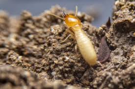 Termite treatments for the home. How To Get Rid Of Termites Diy Terminate Control