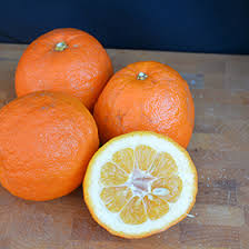 Image result for Citrus × aurantium