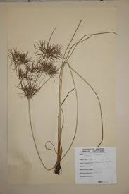 Image result for Cyperus distans