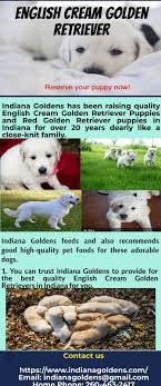 When a litter of puppies is born at golden rule, we are right by mom's side. English Cream Golden Retriever For Sale Indiana Goldens
