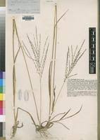 Image result for Digitaria gazensis