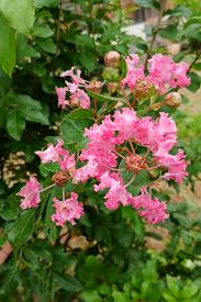 Image result for Lagerstroemia indica