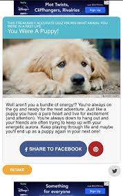 Which Animal Were You In A Past Life A Puppy Puppies Past Life Animals