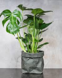 Monstera Deliciosa M Paperbag Dark Green Monstera Deliciosa Monstera Plants