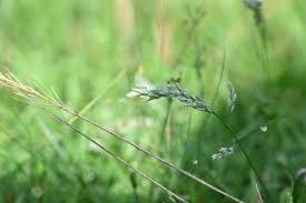 Image result for Eragrostis pilosa