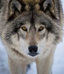 Check fixtures, tickets, league table, club shop & more. The Fight To Bring The Gray Wolf Back To Colorado Westword