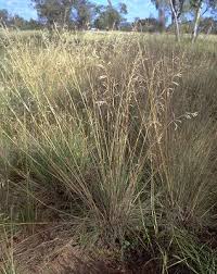 Image result for Themeda
