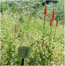 Check spelling or type a new query. The Native Plant Society Of Northeastern Ohio