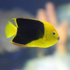 Check spelling or type a new query. Rock Beauty Angelfish