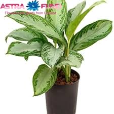 This plant is insanely easy to care for, making it perfect for beginners. Aglaonema Silver Bay