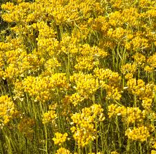 Image result for Helichrysum moorei