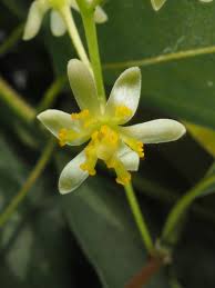 Image result for Cinnamomum verum