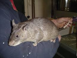 Gambian Pouched Rat This Is The Largest Rat In The World They Can Grow To Be 3 Feet Long And Weigh As Much As 9 Pounds Cute Rats City Pets Rats