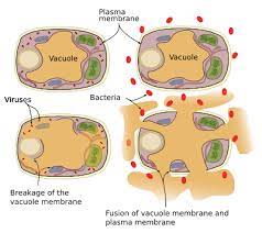 Pantoja, carlo, i., samalca, rizza mae, g., santiago, jane maryele, r., sevillano, marilyn, tiangco, jacquiline, turla, joshua affiliation. The Cell 5 Vesicular Traffic Vacuoles Atlas Of Plant And Animal Histology