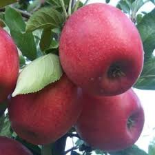 Bebeluș de două luni, operat de medicii americani. MÄƒr Starkrimson Yurta Ro