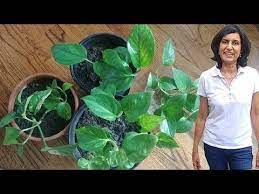 Maybe you would like to learn more about one of these? Dying Money Plant Or Pothos Update Youtube