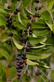 Image result for Eugenia aschersoniana