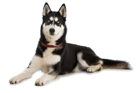 We offer special promotions and discounts throughout the year. Husky Puppies For Sale In Georgia Adoptapet Com