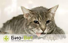 koshku rvet beloj penoj prichiny i lechenie