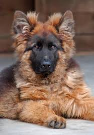 He will be our top sire and is available to select dams for stud service! Long Haired German Shepherd German Shepherd Dogs Long Haired German Shepherd Dog Breeds