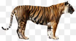 Maybe you would like to learn more about one of these? Tigres Png Monterrey Tigres Cleanpng Kisspng