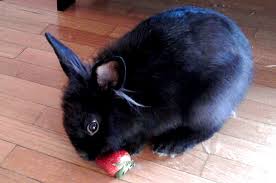 Check spelling or type a new query. Bunny Noms A Strawberry The Daily Bunny