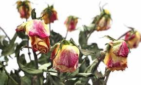 If you want to get international shipping from costco usa to india, use a package forwarder like planet express that can do the shopping for you and. Internet Flowers The Perils Of A Thoughtful Gift Consumer Rights The Guardian
