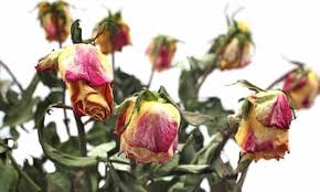 1 dozen dead wilted roses $24.99 + free shipping nothing says how you feel quite like roses. Internet Flowers The Perils Of A Thoughtful Gift Consumer Rights The Guardian