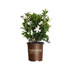 Image result for Gardenia