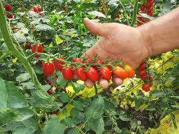 Image result for tomato Datterino