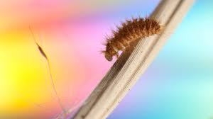 There are a total of  205  beetles in the insectidentification.org database. Do Carpet Beetles Bite Facts And Potential Side Effects