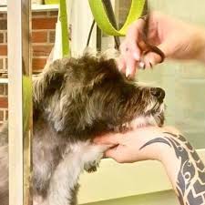 Eye Catch Hundesalon