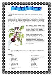 It's most obvious in the cases of animal cells (because they don't have cell walls) that the cell membrane holds the cell together by enclosing the cytoplasm and organelles within it. Biological Membrane Prac Salt Beetroot