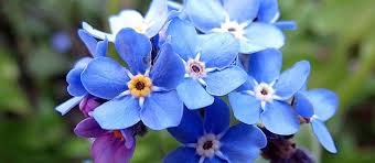 Nu Ma Uita O Floricica Reconfortanta